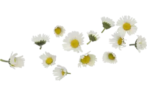 Eetbare bloem Madeliefjes groot 20st.
